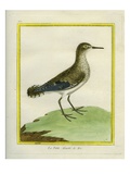 Common Sandpiper