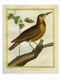 Common Starling