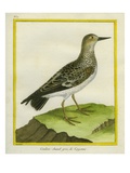Stilt Sandpiper