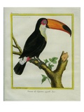 Toucan De Cayenne