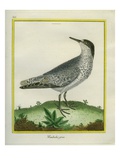 Red Knot