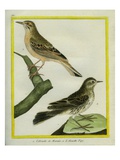 Short-Toed Lark and Pipit