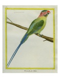 Long-Tailed Parakeet