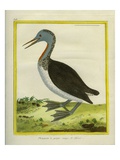 Red-Throated Diver