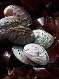 Abalone (Sea Snail) with Seaweed
