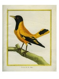 Chinese Oriole