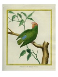 Male Red-Headed Lovebird