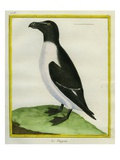 Razorbill