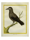 Spotted Nutcracker