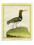 Madagascar Snipe