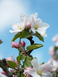 Apple Blossom on the Tree
