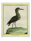 Forest Bittern