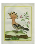 Hoopoe