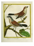Female Isabelline Shrike and Red-Backed Shrike