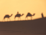 Camel Train Shadows  Erg Chebbi  Sahara Desert  Morocco