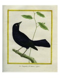 Great-Tailed Grackle