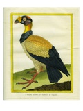 King Vulture