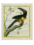 Green-Billed Toucan