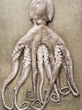 An Entire Octopus