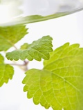 Lemon Balm in a Glass of Water
