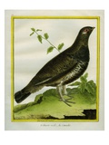 Male Ruffed Grouse