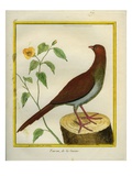 Pheasant Cuckoo