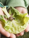Child's Hands Holding Cabbage Leaf with Snail