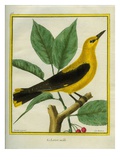 Male South American Yellow Oriole