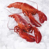 Two Cooked Lobsters on Ice