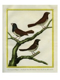 Grosbeak Myna and Java Grosbeak