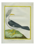 Hoopoe