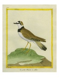 Little Collared Plover