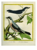 Lesser Grey Shrike and Masked Shrike