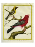 Pine Grosbeak and Evening Grosbeak