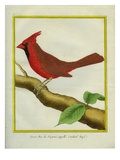 Northern Cardinal