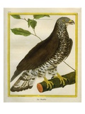 European Honey Buzzard