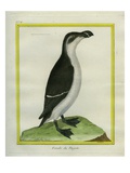 Female Razorbill