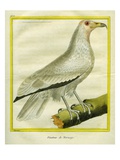 Le Vautour De Norvège