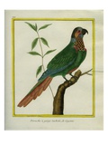 Brown-Throated Parakeet