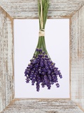 Lavender Hanging Up to Dry