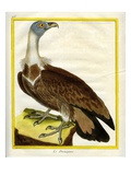 Le Pérénoptère