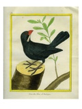 Blue Grosbeak