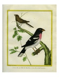 Grosbeak Weaver and Rose Breasted Grosbeak
