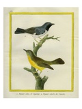 Timor Figbird and Great Grey Shrike