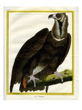 Vulture