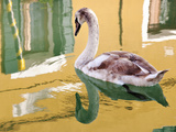 Swan  Burano  Veneto Region  Italy