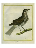 Fieldfare
