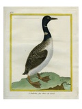 Great Northern Diver