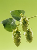 Sprig of Hops