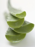 Four Aloe Vera Leaves  in a Pile